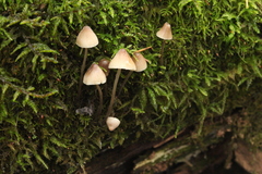 Mycena metata