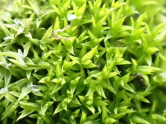 Pseudocrossidium hornschuchianum