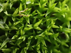 Pseudocrossidium hornschuchianum