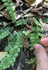 Blechnum membranaceum