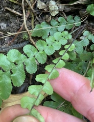 Blechnum membranaceum