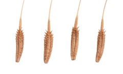 Taraxacum disseminatum