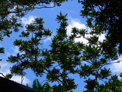 Dysoxylum gaudichaudianum