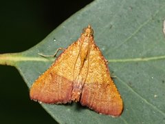Endotricha ignealis
