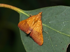Endotricha ignealis