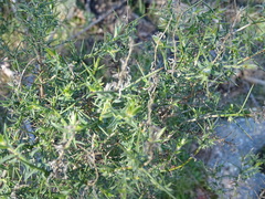 Genista hirsuta
