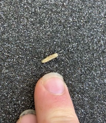 Coelopidae
