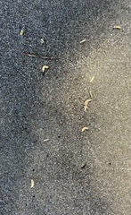 Coelopidae