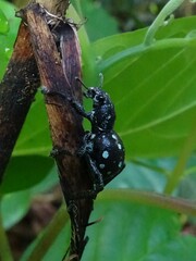 Pantorhytes stanleyanus