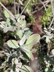 Eriogonum cinereum