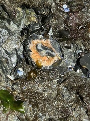 Anthopleura artemisia