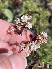 Eriogonum cinereum
