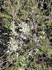 Eriogonum cinereum
