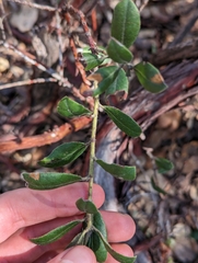Arctostaphylos tomentosa