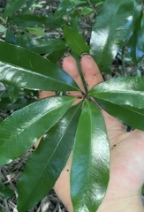 Planchonella costata