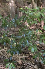 Planchonella costata