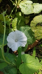 Ipomoea