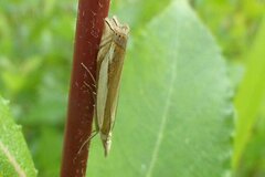 Crambus pascuella