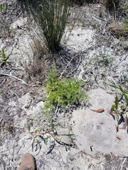 Asparagus lignosus