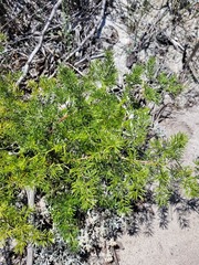 Asparagus lignosus