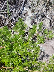 Asparagus lignosus