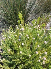 Leucadendron linifolium