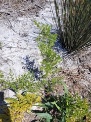 Asparagus lignosus