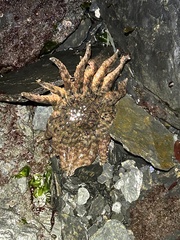 Pycnopodia helianthoides