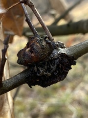 Callirhytis quercuscornigera