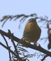 Phylloscopus xanthoschistos
