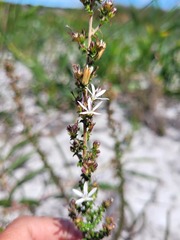 Wahlenbergia tenella