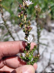Wahlenbergia tenella