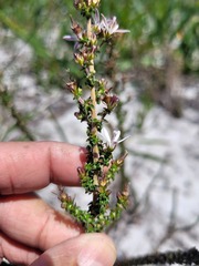 Wahlenbergia tenella