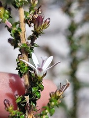 Wahlenbergia tenella