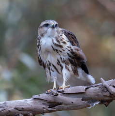 Buteo trizonatus
