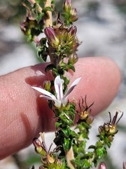Wahlenbergia tenella