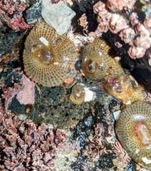 Anthopleura elegantissima