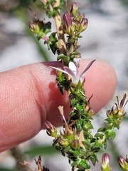 Wahlenbergia tenella