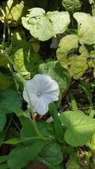 Ipomoea