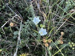 Linum monogynum monogynum