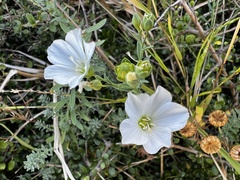 Linum monogynum monogynum