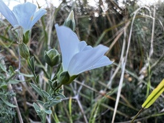 Linum monogynum monogynum