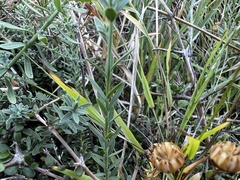 Linum monogynum monogynum