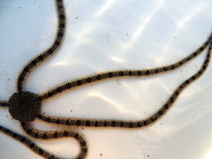 Ophionereis annulata image