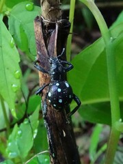 Pantorhytes stanleyanus