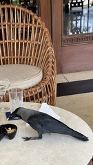 Corvus splendens