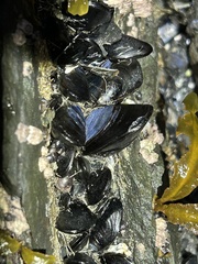 Mytilus trossulus