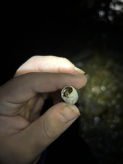 Pagurus hirsutiusculus