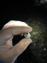 Pagurus hirsutiusculus