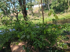 Ventilagineae